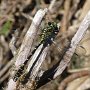 Kleine Zangenlibelle (Onychogomphus forcipatus) - Sommer 2013 an der Donauversickerung bei Immendingen
