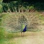 Pfau mit beindruckendem Rad im Schlossgarten der Burg Warwick in England