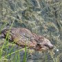 Bisamratte (Ondatra zibethicus) am Zieflinger See 2011 - Offensichtlich wußte dieses Tier nicht, daß es lt. Wikipedia sehr scheu sein sollte