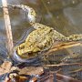 Erdkröte (Bufo bufo) mit Laich - Anfang April 2009 in einem Weiher in direkter Nähe des Bodensees beim Burghof Dettingen