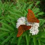 Kaisermantel (Argynnis paphia)