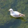 Lachmöwe (Larus ridibundus)
